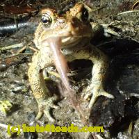 /home//u458753944/public_html/sourcegallery//Roxborough Toad Detour/2013-2019/2018/2018-04-28/P4280015.JPG